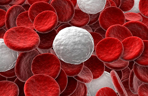 Full Blood Count (FBC) Home Test Kit UK Full Blood Count (FBC) Home Test Kit UK